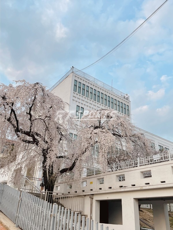 서울 정독도서관 수양벚꽃나무